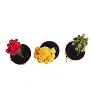 Cactus, 2.5in, Grafted, Moon