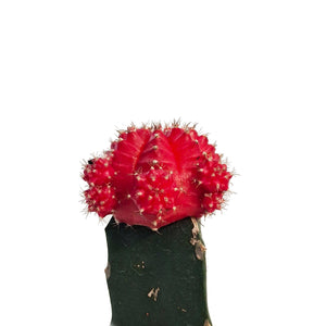 Cactus, 2.5in, Grafted, Moon