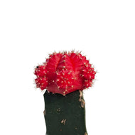 Cactus, 2.5in, Grafted, Moon