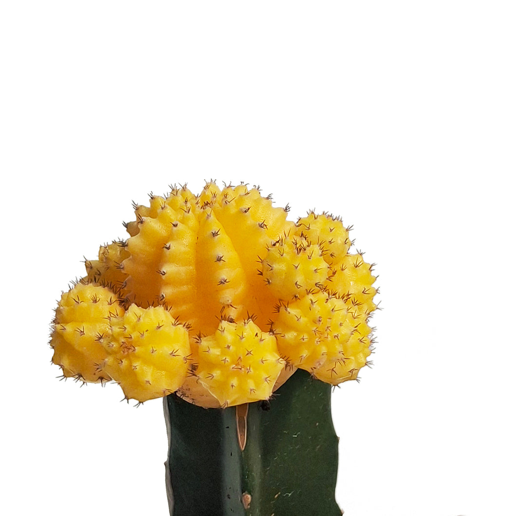 Cactus, 2.5in, Grafted, Moon