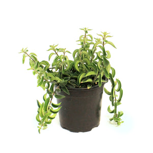 Columnea 4in Twister
