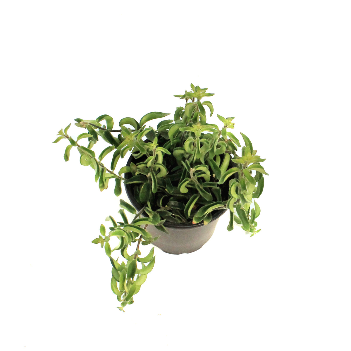 Columnea 4in Twister