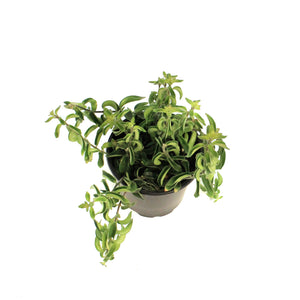 Columnea 4in Twister