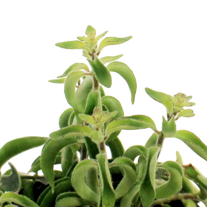 Columnea 4in Twister