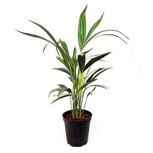 Palm, 6in, Kentia Triple