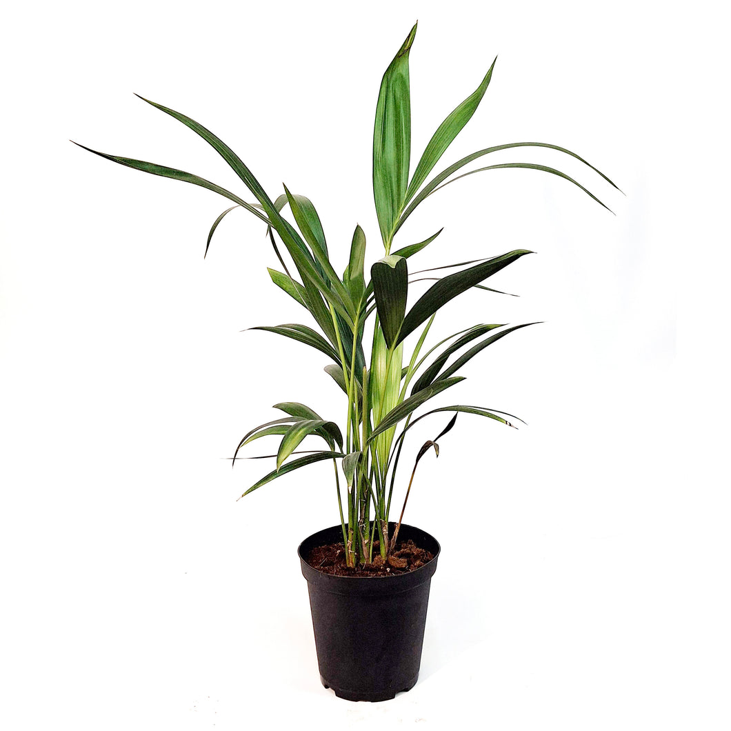 Palm, 6in, Kentia Triple