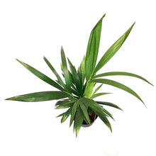 Load image into Gallery viewer, Palm, 6in, Kentia Triple
