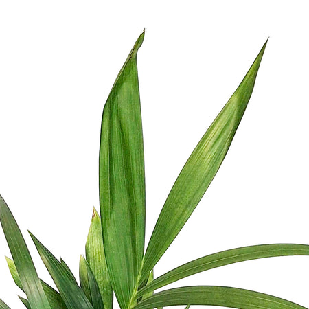 Palm, 6in, Kentia Triple