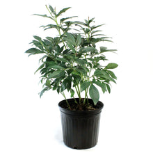 Load image into Gallery viewer, Peony, 2 gal, Pink
