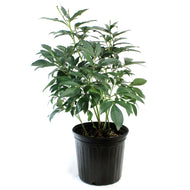 Peony, 2 gal, Pink