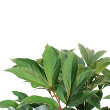 Load image into Gallery viewer, Peony, 2 gal, Red
