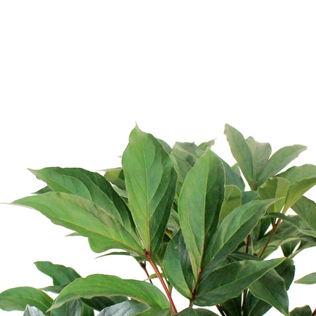 Peony, 2 gal, Red