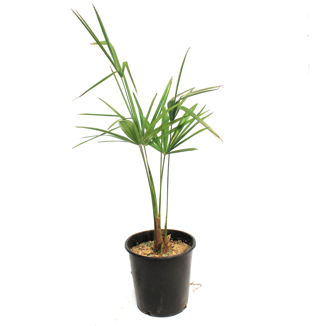 Palm, 10in, Windmill, Hardy