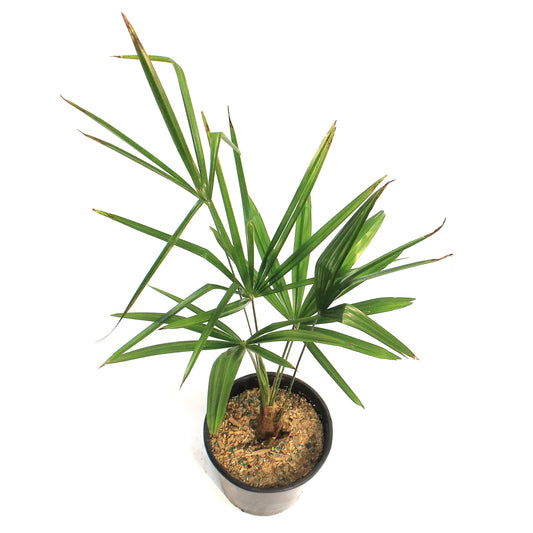 Palm, 10in, Windmill, Hardy
