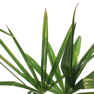 Palm, 10in, Windmill, Hardy