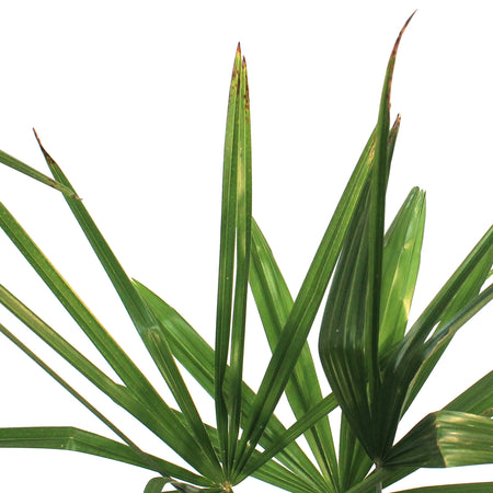 Palm, 10in, Windmill, Hardy
