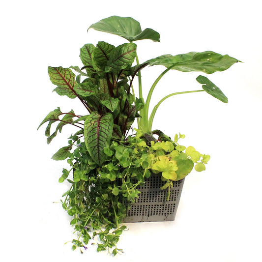 Aquabasket Planter, 8in, Alocasia
