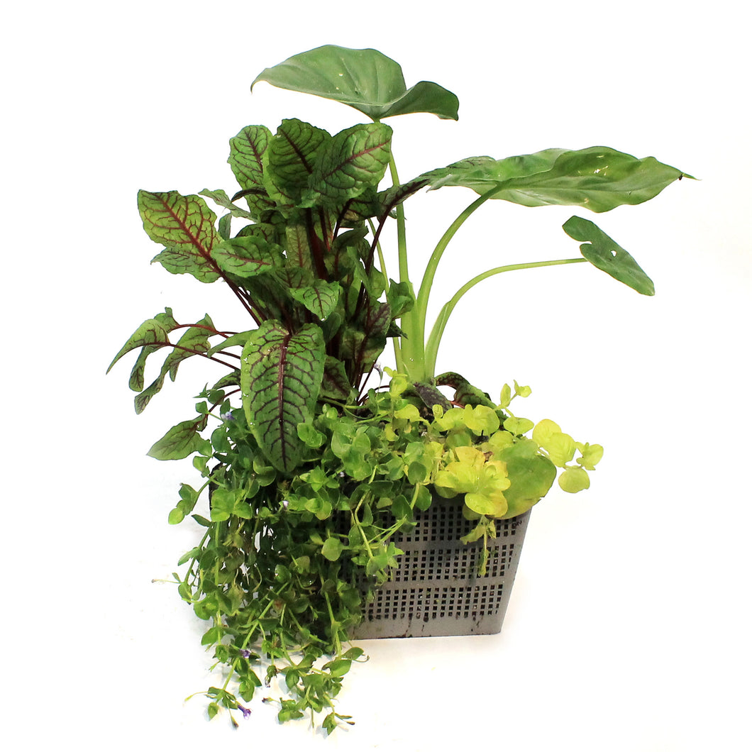 Aquabasket Planter, 8in, Alocasia