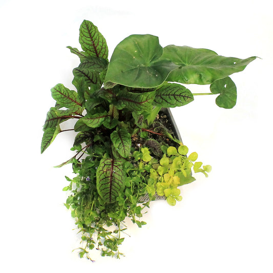 Aquabasket Planter, 8in, Alocasia