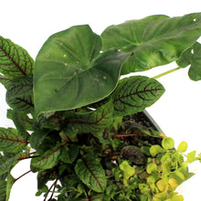 Load image into Gallery viewer, Aquabasket Planter, 8in, Alocasia
