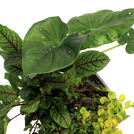 Aquabasket Planter, 8in, Alocasia