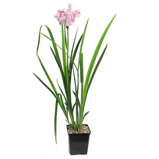 Iris, 5in, Ice Cream Waterplant