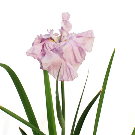 Iris, 5in, Ice Cream Waterplant