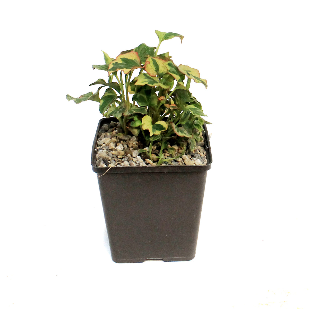 Chamelean, 5in, Variegated
