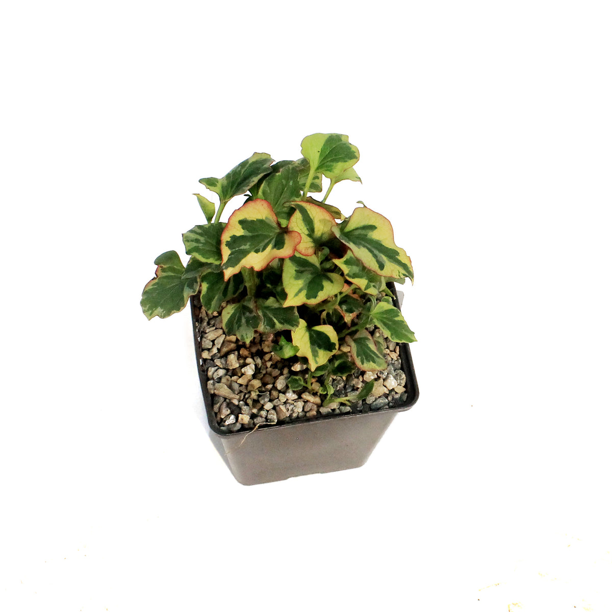 Chamelean, 5in, Variegated
