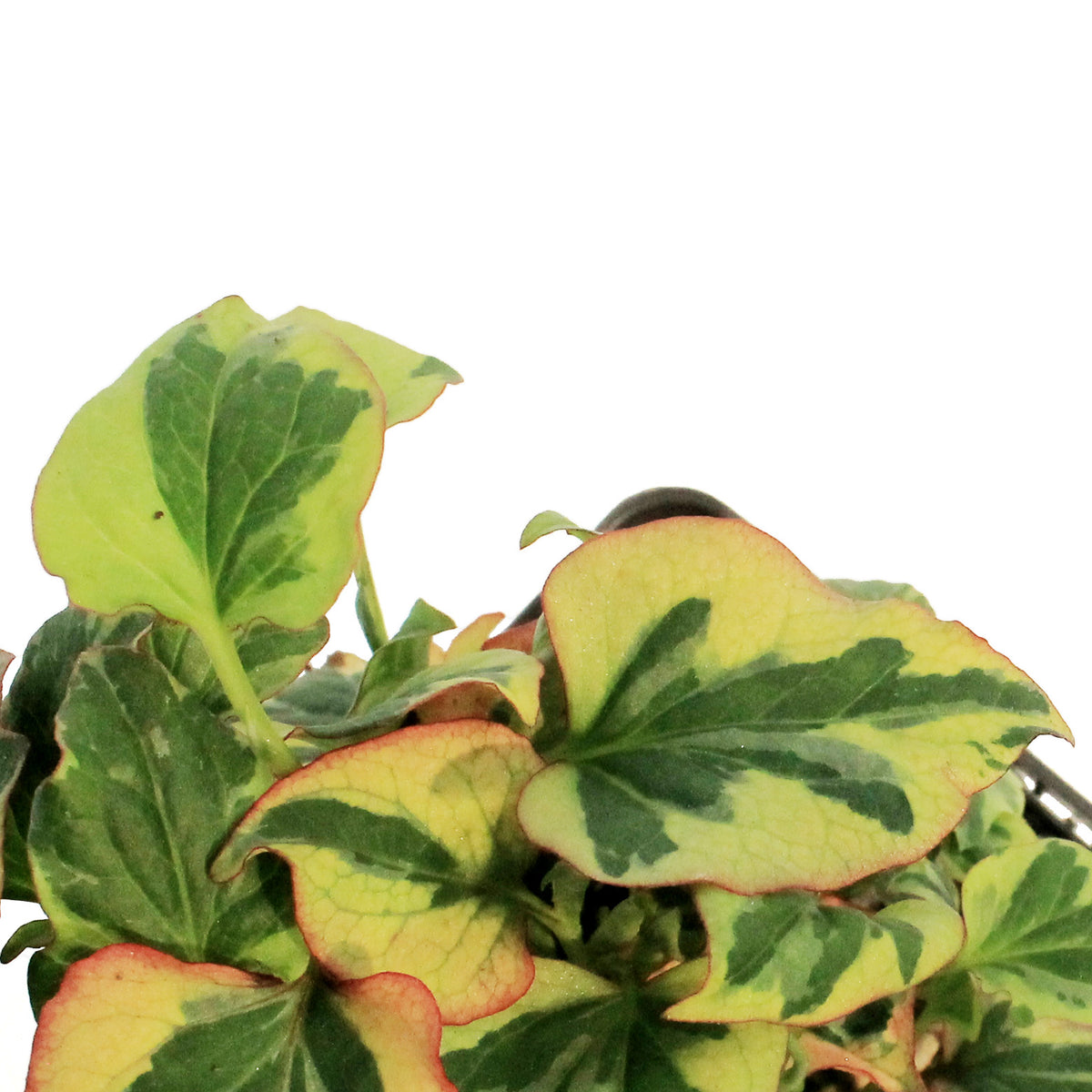 Chamelean, 5in, Variegated