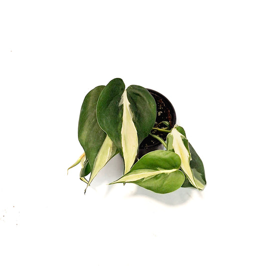 Philodendron, 4in, Silver Stripe