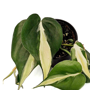 Philodendron, 4in, Silver Stripe