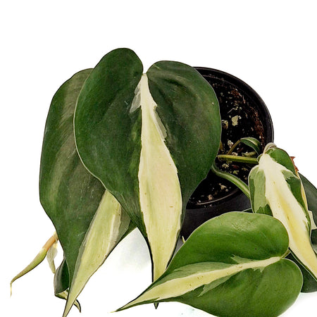 Philodendron, 4in, Silver Stripe