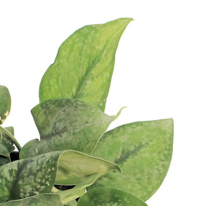 Scindapsus, 6in, Gunung "Mount Salak"