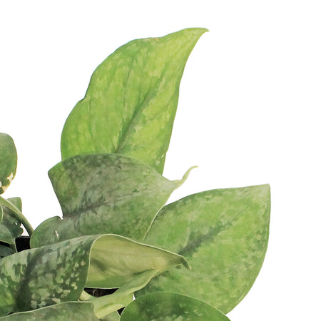 Scindapsus, 6in, Gunung "Mount Salak"
