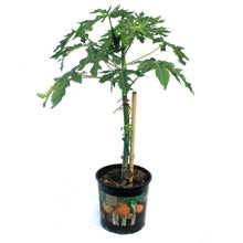 Load image into Gallery viewer, Papaya, 7in, Carica
