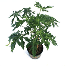 Load image into Gallery viewer, Papaya, 7in, Carica
