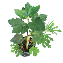 Load image into Gallery viewer, Ficus, 7in, Fig Tree
