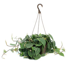 Load image into Gallery viewer, Philodendron, 10in HB, Lemon Cordatum
