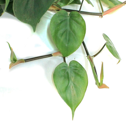 Philodendron, 10in HB, Lemon Cordatum