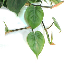 Load image into Gallery viewer, Philodendron, 10in HB, Lemon Cordatum
