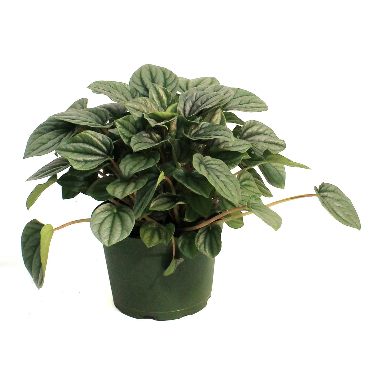 Peperomia, 6in, Frost