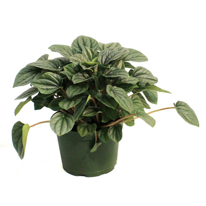 Peperomia, 6in, Frost