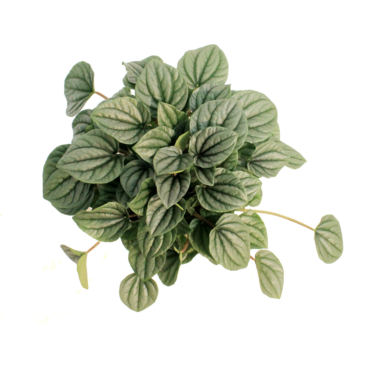 Peperomia, 6in, Frost