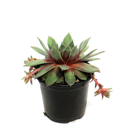 Chick Charms®, 6in, Glacier Blue, Hens & Chicks