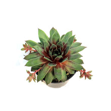 Load image into Gallery viewer, Chick Charms®, 6in, Glacier Blue, Hens &amp; Chicks

