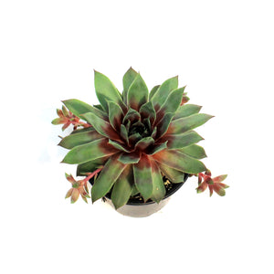 Chick Charms®, 6in, Glacier Blue, Hens & Chicks