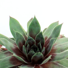 Load image into Gallery viewer, Chick Charms®, 6in, Glacier Blue, Hens &amp; Chicks
