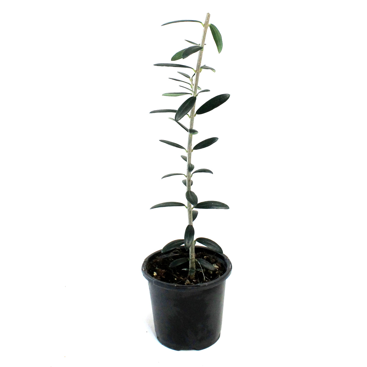 Olive, 4in