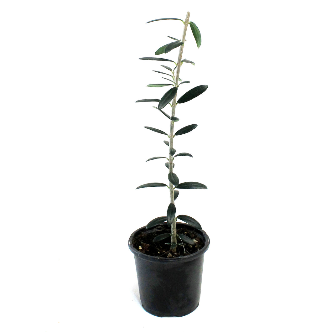 Olive, 4in